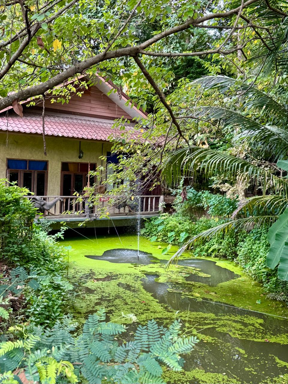 Garden pond and Thai-style wooden building at the Taiji class venue